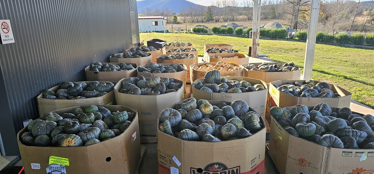 The Pumpkin Run S Final Harvest For 2024 Pathfinders